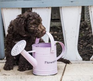 Pup watering can